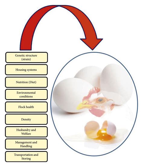Factors Affecting Egg Quantity
